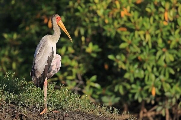 Yellow-billed Stork (Mycteria ibis) immature, standing on riverbank, Gambia, January