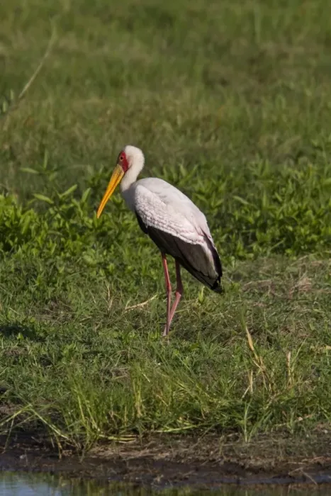 Framed Print : Yellow billed Stork - Okavango water hole Botswana