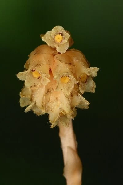Yellow Bird s-nest (Monotropa hypopitys) close-up of flowerspike, Oxfordshire, England, August