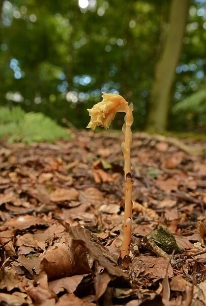 Yellow Bird s-nest (Monotropa hypopitys) flowerspike, growing through leaf litter, Oxfordshire, England, August