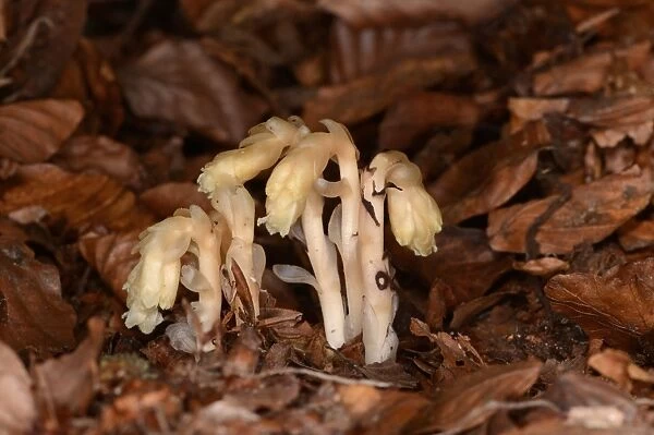 Yellow Bird s-nest (Monotropa hypopitys) five flowerspikes, growing through leaf litter, Oxfordshire, England, August