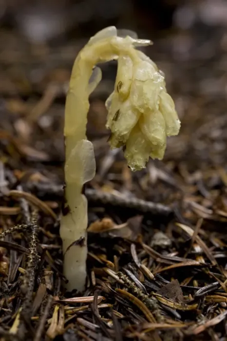 Framed Print : Yellow Bird s-nest (Monotropa hypopitys) flowerspike, growing in pinewood, Anatolia, Turkey, July Framed Print : Yellow Bird s-nest (Monotropa hypopitys) flowerspike, growing in pinewood, Anatolia, Turkey, July