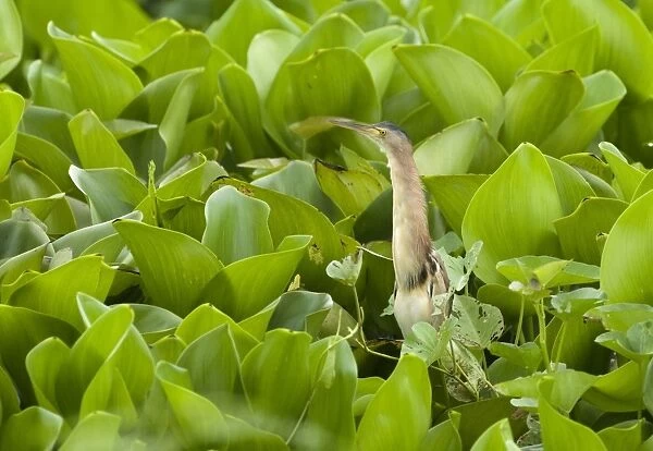 Yellow Bittern (Ixobrychus sinensis) adult, standing amongst aquatic vegetation, Candaba Marsh, Luzon Island, Philippines