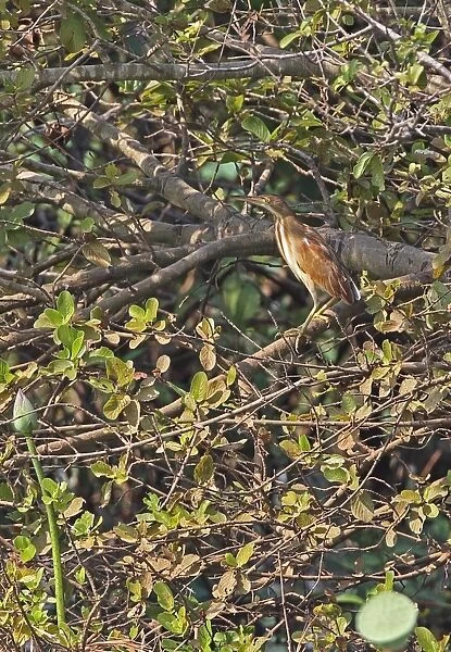 Yellow Bittern (Ixobrychus sinensis) immature, perched in waterside tree, Ang Trapaeng Thmor, Cambodia, January