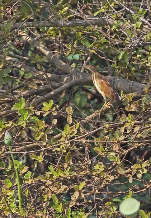 Framed Print : Yellow Bittern (Ixobrychus sinensis) immature, perched in waterside tree, Ang Trapaeng Thmor, Cambodia, January Framed Print : Yellow Bittern (Ixobrychus sinensis) immature, perched in waterside tree, Ang Trapaeng Thmor, Cambodia, January