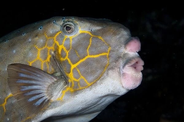 Yellow Boxfish (Ostracion cubicus) adult, close-up of head, swimming in reef at night, Wetar Island, Barat Daya Islands, Lesser Sunda Islands, Maluku Province, Indonesia