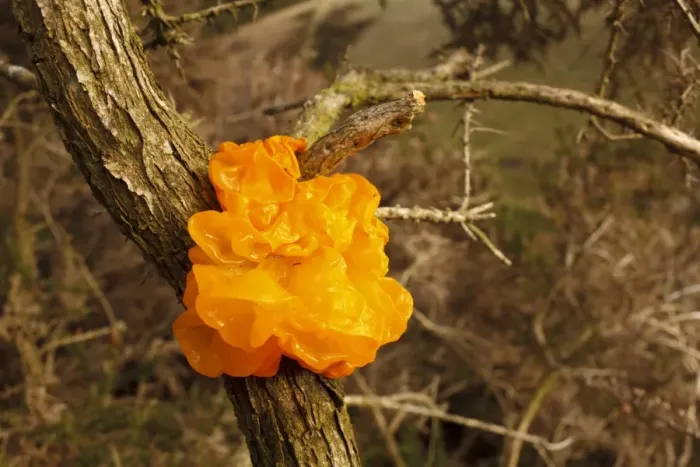Framed Print : Yellow Brain Fungus (Tremella mesenterica) fruiting body, growing on Gorse (Ulex sp. ), Powys, Wales, December Framed Print : Yellow Brain Fungus (Tremella mesenterica) fruiting body, growing on Gorse (Ulex sp. ), Powys, Wales, December