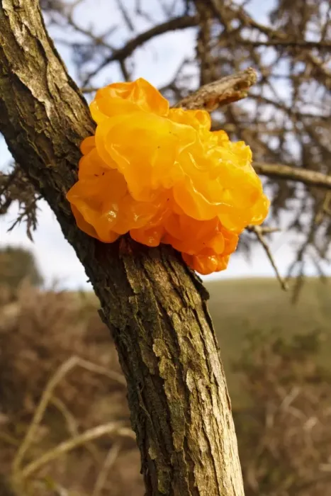 Framed Print : Yellow Brain Fungus (Tremella mesenterica) fruiting body, growing on Gorse (Ulex sp. ), Powys, Wales, December Framed Print : Yellow Brain Fungus (Tremella mesenterica) fruiting body, growing on Gorse (Ulex sp. ), Powys, Wales, December