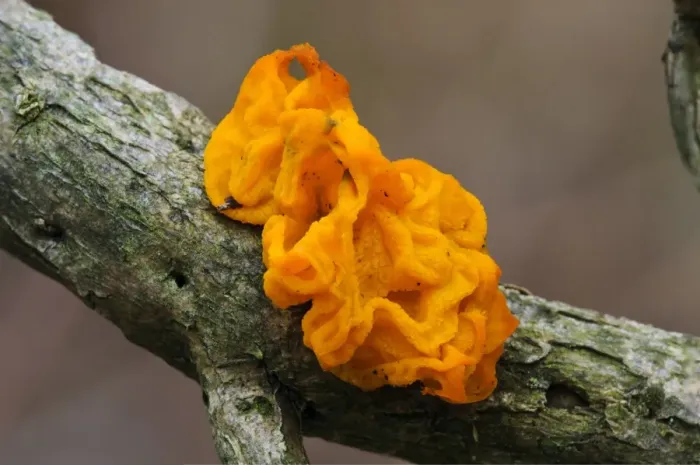 Framed Print : Yellow Brain Fungus (Tremella mesenterica) fruiting body, growing on twig, Gilfach Farm Nature Reserve, near Rhayader