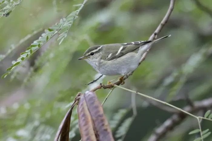 Framed Print : Yellow-browed Warbler (Phylloscopus inornatus) adult, perched on twig, Hong Kong, China, December Framed Print : Yellow-browed Warbler (Phylloscopus inornatus) adult, perched on twig, Hong Kong, China, December
