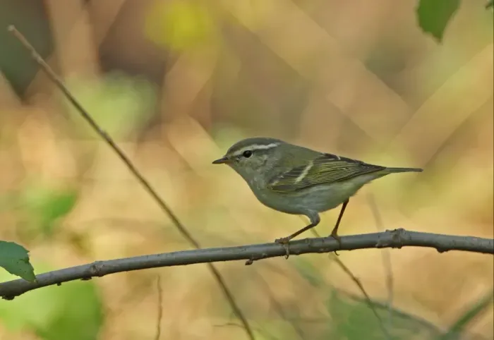 Framed Print : Yellow-browed Warbler (Phylloscopus inornatus) adult, perched on twig, Hebei, China, may
