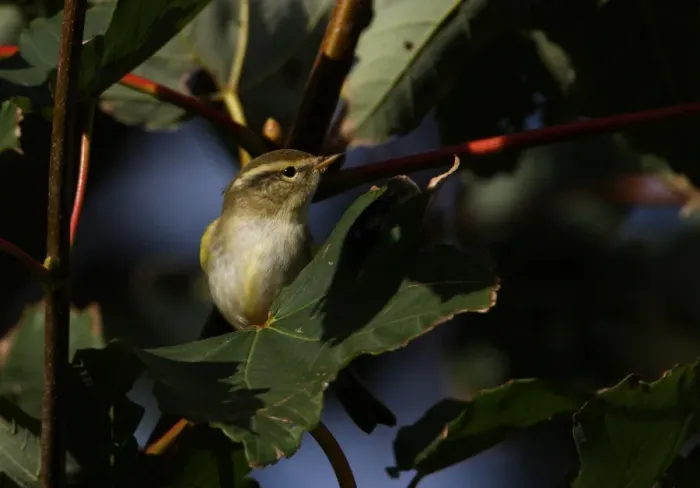Framed Print : Yellow-browed Warbler (Phylloscopus inornatus) adult, scarce autumn vagrant, perched on sycamore leaf, Norfolk, England, october Framed Print : Yellow-browed Warbler (Phylloscopus inornatus) adult, scarce autumn vagrant, perched on sycamore leaf, Norfolk, England, october