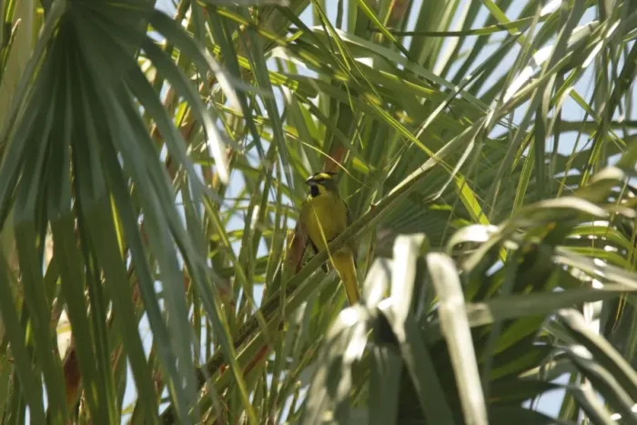 Framed Print : Yellow Cardinal (Gubernatrix cristata) adult, perched on palm frond, Esteros de Ibera, Corrientes, Argentina