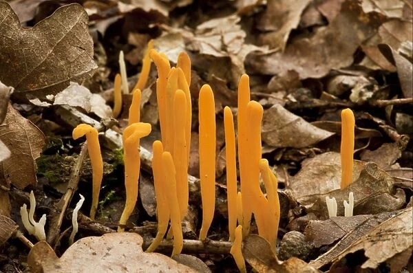 Yellow Club Fungus (Clavulinopsis helvola) fruiting bodies, growing amongst leaf litter