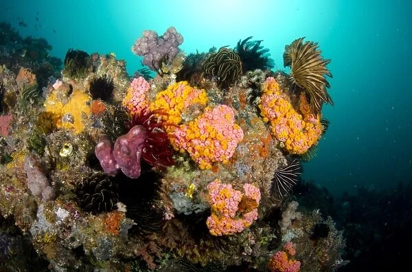 Yellow Coral (Tubastrea faulkneri) and crinoids in reef habitat, Horseshoe Bay, Nusa Kode, Rinca Island, Komodo N. P