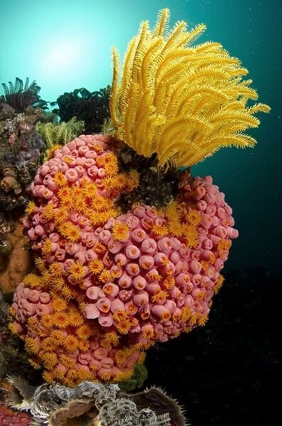 Yellow Coral (Tubastrea faulkneri) and yellow crinoid in reef habitat, Horseshoe Bay, Nusa Kode, Rinca Island