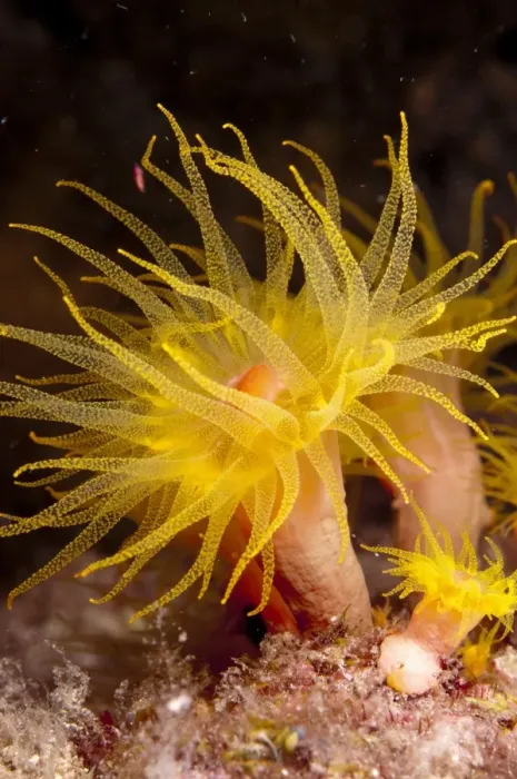 Framed Print : Yellow Coral (Tubastrea faulkneri) close-up of polyps, extended at night, Lembata Island, Solor Archipelago, Lesser Sunda Islands, Indonesia