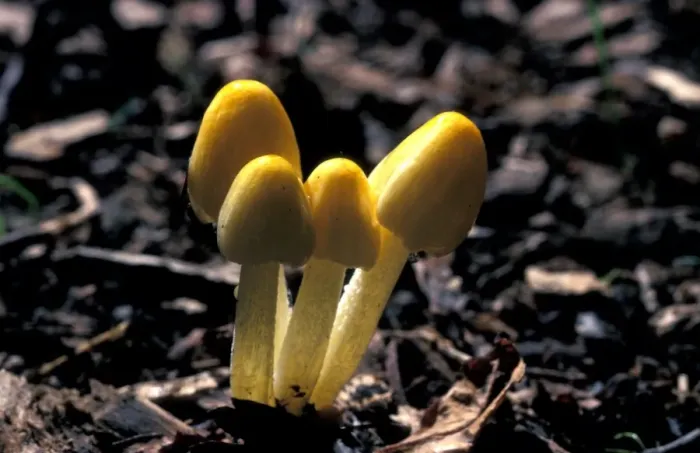 Framed Print : Yellow Cow-pat Toadstool (Bolbitius vitellinus) Framed Print : Yellow Cow-pat Toadstool (Bolbitius vitellinus)