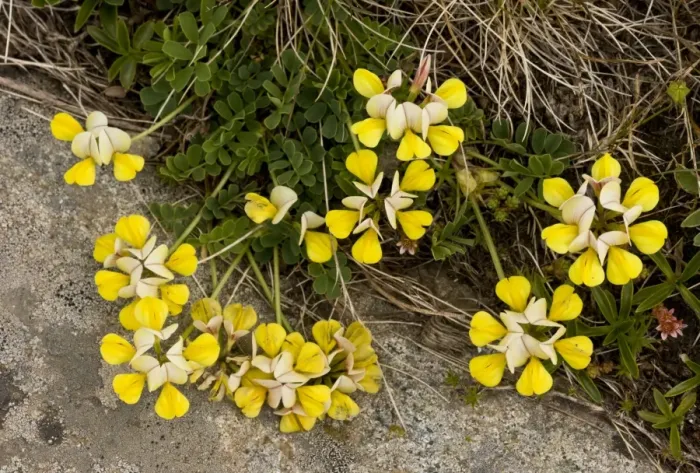 Framed Print : Yellow Crown-vetch (Coronilla orientalis) flowering (at 2700m), Ovit Pass, Pontic Mountains, Anatolia, Turkey, July Framed Print : Yellow Crown-vetch (Coronilla orientalis) flowering (at 2700m), Ovit Pass, Pontic Mountains, Anatolia, Turkey, July