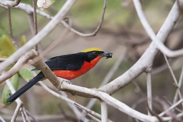 Yellow-crowned Gonolek (Laniarius barbarus) adult, with insect prey in beak, perched on branch, Gambia, February