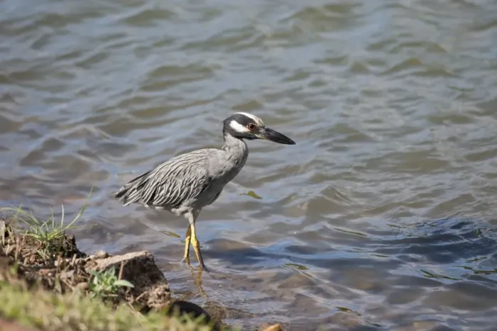 Framed Print : Yellow-crowned Night-heron (Nyctanassa violacea) adult, hunting along water margin, Grenada Framed Print : Yellow-crowned Night-heron (Nyctanassa violacea) adult, hunting along water margin, Grenada