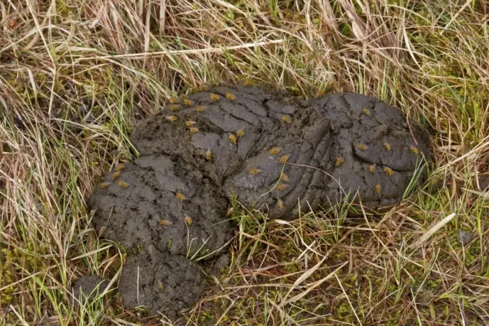 Framed Print : yellow dung flies on cow dung Framed Print : yellow dung flies on cow dung