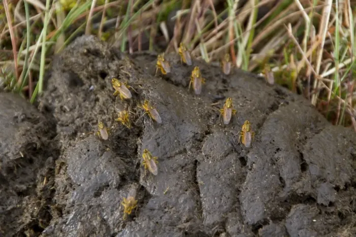 Framed Print : yellow dung flies on cow dung Framed Print : yellow dung flies on cow dung