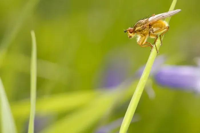 Framed Print : Yellow Dungfly (Scathophaga stercoraria) adult, resting on grass, Powys, Wales, June Framed Print : Yellow Dungfly (Scathophaga stercoraria) adult, resting on grass, Powys, Wales, June