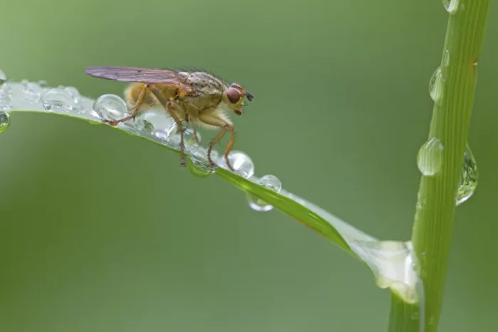 Framed Print : Yellow Dungfly (Scathophaga stercoraria) adult, resting on grass leaf with raindrops, River Whiteadder, Berwickshire Framed Print : Yellow Dungfly (Scathophaga stercoraria) adult, resting on grass leaf with raindrops, River Whiteadder, Berwickshire