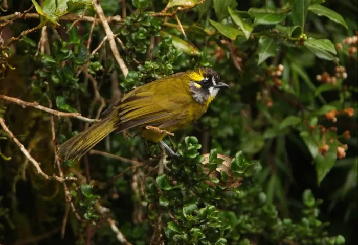 Framed Print : Yellow-eared Bulbul (Pycnonotus penicillatus) adult, perched in bush, Horton Plains N. P. Sri Lanka, december Framed Print : Yellow-eared Bulbul (Pycnonotus penicillatus) adult, perched in bush, Horton Plains N. P. Sri Lanka, december