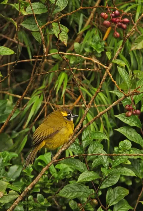 Framed Print : Yellow-eared Bulbul (Pycnonotus penicillatus) adult, perched in fruiting bush, Horton Plains N. P. Sri Lanka, december