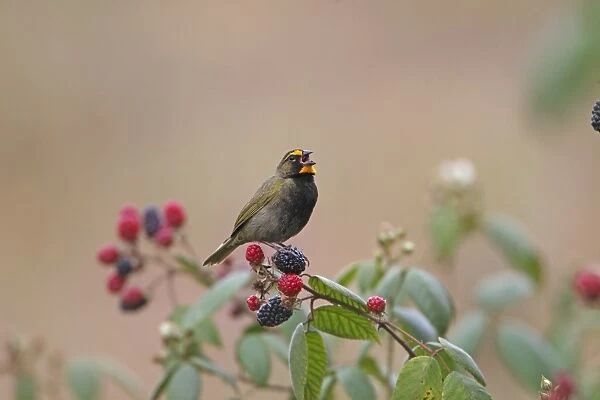 Yellow-faced Grassquit (Tiaris olivacea) adult male, singing, perched on blackberries, Costa Rica, february