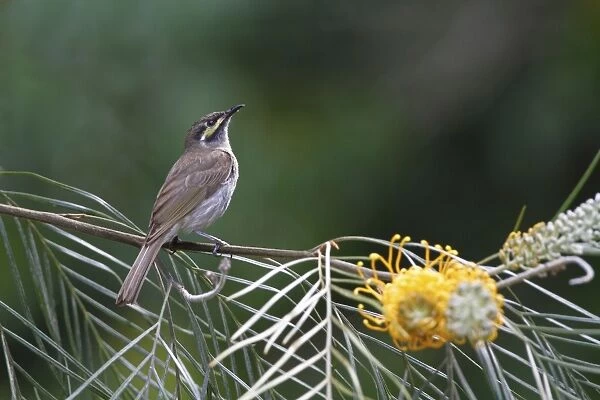 Yellow-faced Honeyeater (Lichenostomus chrysops) adult, perched on grevillea bush, Kingfisher Park, Atherton Tableland