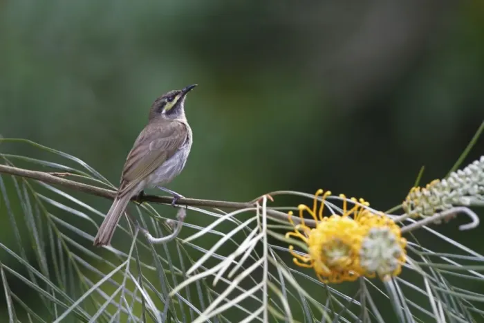 Framed Print : Yellow-faced Honeyeater (Lichenostomus chrysops) adult, perched on grevillea bush, Kingfisher Park, Atherton Tableland