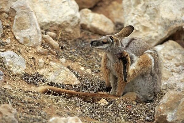 Yellow-footed Rock Wallaby (Petrogale xanthopus) adult, scratching, sitting amongst rocks, Australia, October