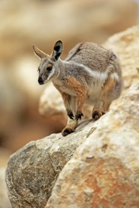 Framed Print : Yellow-footed Rock Wallaby (Petrogale xanthopus) adult, standing on rock, Australia, October Framed Print : Yellow-footed Rock Wallaby (Petrogale xanthopus) adult, standing on rock, Australia, October