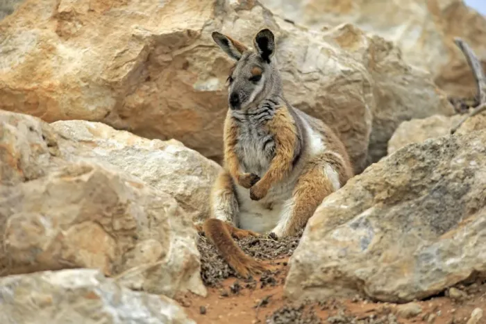 Framed Print : Yellow-footed Rock Wallaby (Petrogale xanthopus) adult, sitting amongst rocks, Australia, October Framed Print : Yellow-footed Rock Wallaby (Petrogale xanthopus) adult, sitting amongst rocks, Australia, October