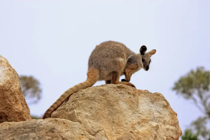 Framed Print : Yellow-footed Rock Wallaby (Petrogale xanthopus) adult, standing on rock, Australia, October Framed Print : Yellow-footed Rock Wallaby (Petrogale xanthopus) adult, standing on rock, Australia, October
