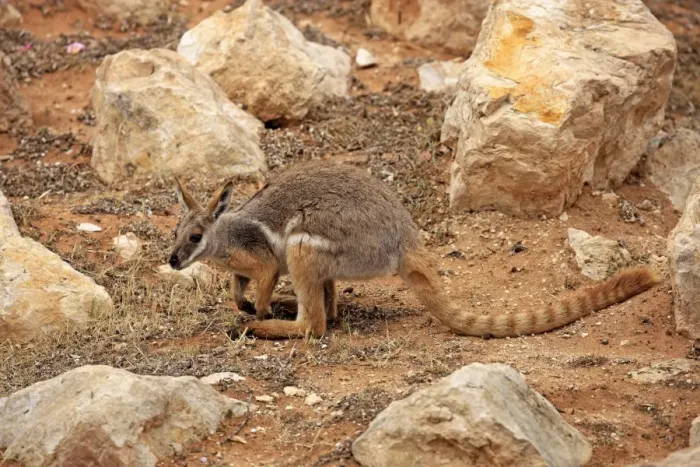 Framed Print : Yellow-footed Rock Wallaby (Petrogale xanthopus) adult, standing amongst rocks, Australia, October Framed Print : Yellow-footed Rock Wallaby (Petrogale xanthopus) adult, standing amongst rocks, Australia, October