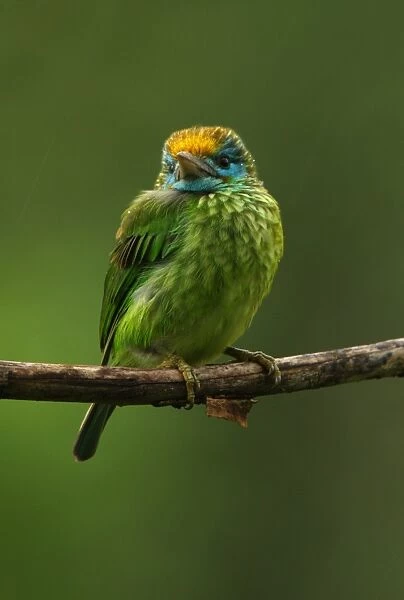 Yellow-fronted Barbet (Megalaima flavifrons) adult, perched on branch in rainfall, Sinharaja Forest, Sri Lanka, december
