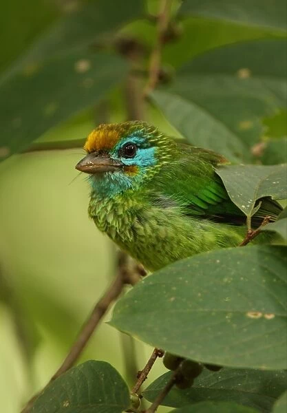 Yellow-fronted Barbet (Megalaima flavifrons) adult, perched amongst leaves in tree, Sri Lanka, december