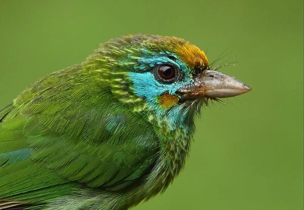 Yellow-fronted Barbet (Megalaima flavifrons) adult, close-up of head, with messy bill after feeding on fruit