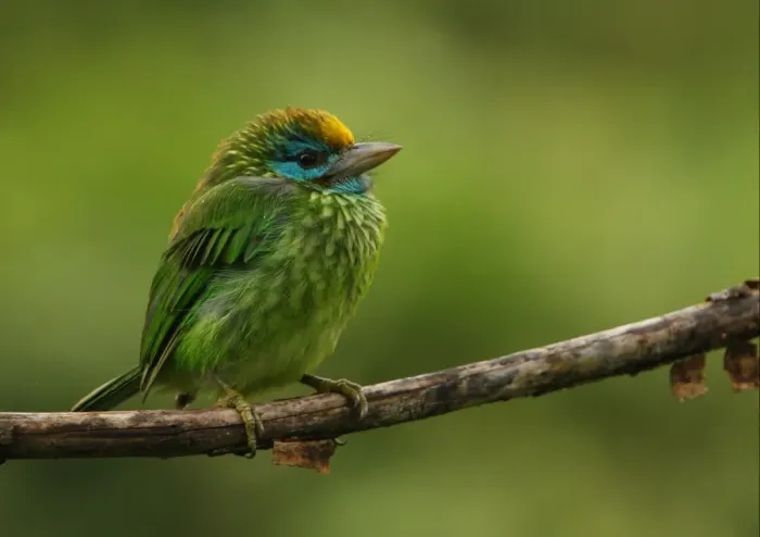 Framed Print : Yellow-fronted Barbet (Megalaima flavifrons) adult, perched on branch in rainfall, Sinharaja Forest, Sri Lanka, december Framed Print : Yellow-fronted Barbet (Megalaima flavifrons) adult, perched on branch in rainfall, Sinharaja Forest, Sri Lanka, december