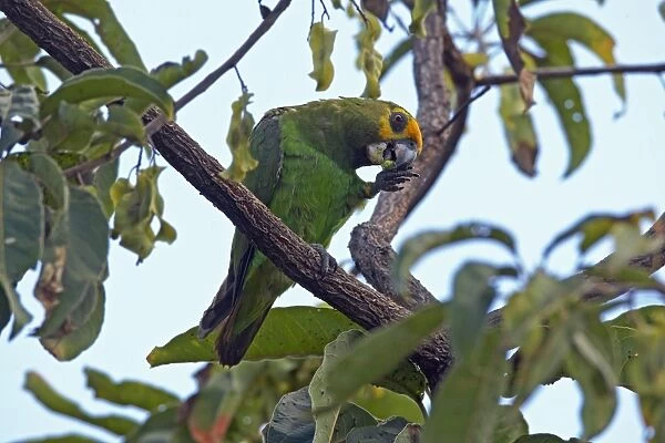 Yellow-fronted Parrot (Poicephalus flavifrons) adult, feeding, perched on branch, near Yabello, Oromia, Ethiopia