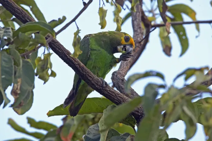 Framed Print : Yellow-fronted Parrot (Poicephalus flavifrons) adult, feeding, perched on branch, near Yabello, Oromia, Ethiopia Framed Print : Yellow-fronted Parrot (Poicephalus flavifrons) adult, feeding, perched on branch, near Yabello, Oromia, Ethiopia