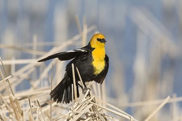 Yellow-headed Blackbird (Xanthocephalus xanthocephalus) adult male, singing and displaying, perched on stems