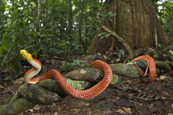Yellow-headed Calico Snake (Oxyrhopus formosus) adult, climbing on liana in forest habitat