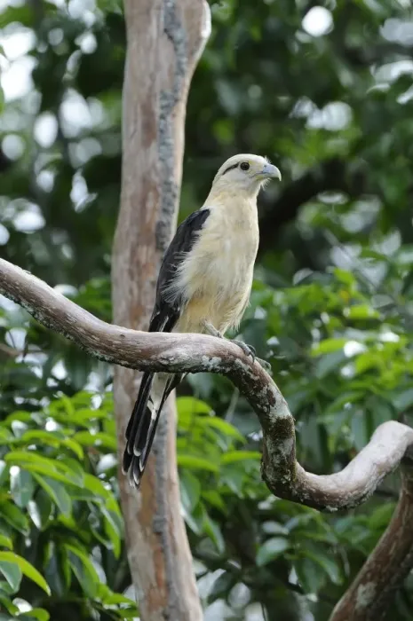 Framed Print : Yellow-headed Caracara (Milvago chimachima) adult, perched on branch, Rupununi, Guyana