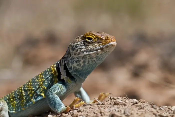 Framed Print : Yellow headed collared Lizard from Utah USA - Crotaphytus collaris auriceps Framed Print : Yellow headed collared Lizard from Utah USA - Crotaphytus collaris auriceps