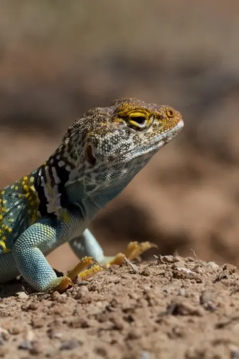 Framed Print : Yellow headed collared Lizard from Utah USA - Crotaphytus collaris auriceps Framed Print : Yellow headed collared Lizard from Utah USA - Crotaphytus collaris auriceps